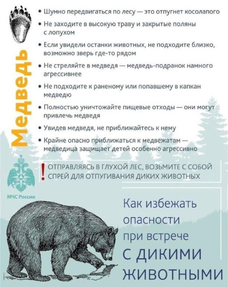 Внимание, медведи!!!. Внимание, медведи!!!.